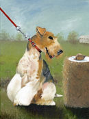 "Pie Eyed"
Wire Haired Fox Terrier